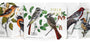 Set of four bird-themed packages with illustrations and text on a white background