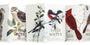 Five Field Notes notebooks with bird illustrations on their covers.